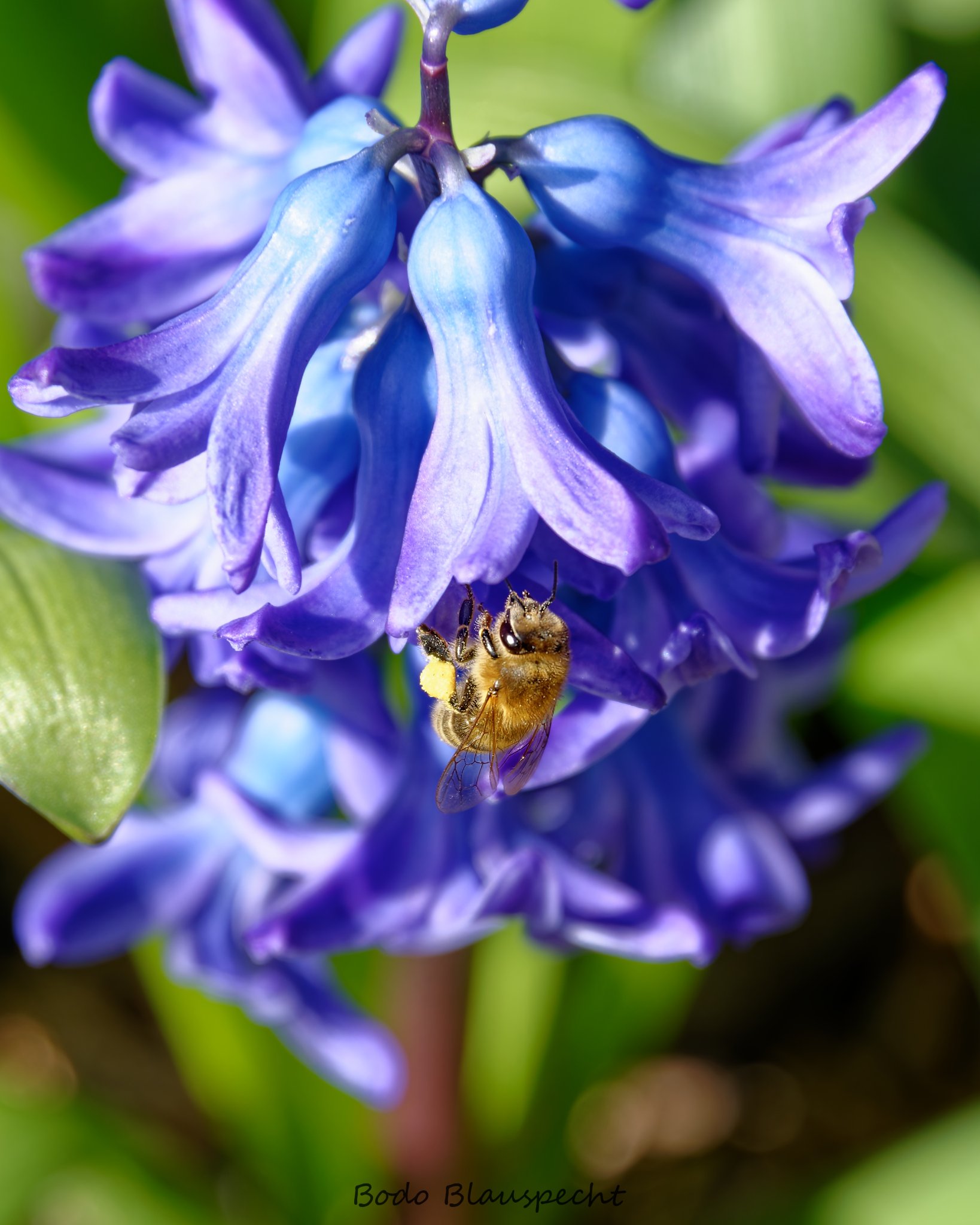 Pflanzen   Steveraue   2015.04.03 14.47 01 HQ